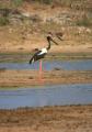 Yala National Park